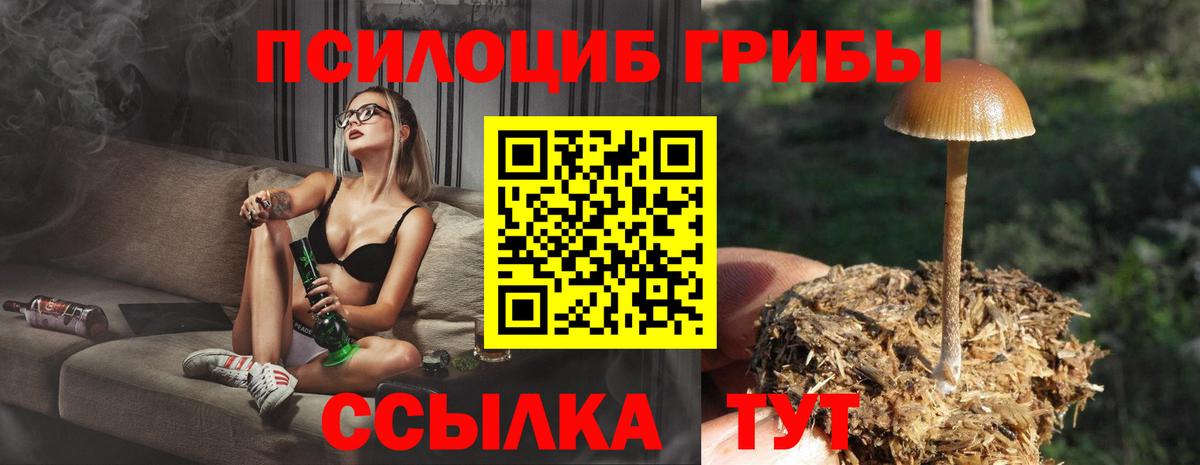Псилоцибиновые грибы Psilocybe Вязьма